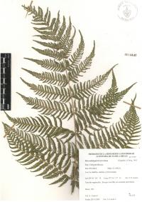 Macrothelypteris torresiana image